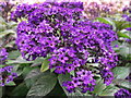 Heliotrope flower