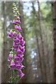 Drumbuie Foxglove