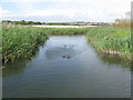 Radipole Lake Nature Reserve