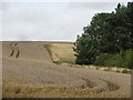 Wheat, Newtonlees