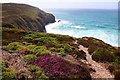 Heather on the cliffs