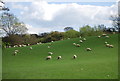 Sheep near Broad Street