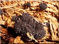 NS3977 : A slime mould - Tubifera ferruginosa by Lairich Rig