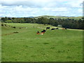 Cattle at peace near Laurieston