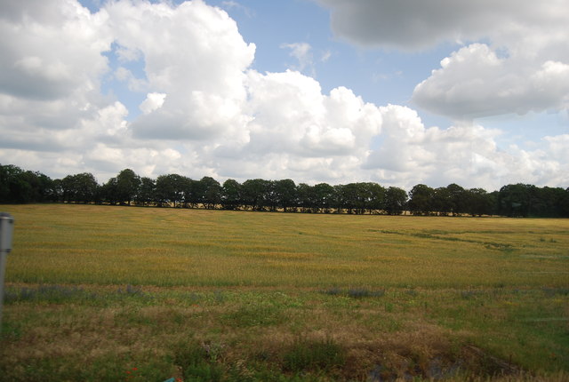 Farmland by the A11