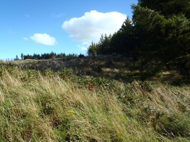 Ruined dyke in Laurieston Forest