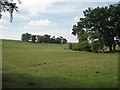 Copse on a low hillside 