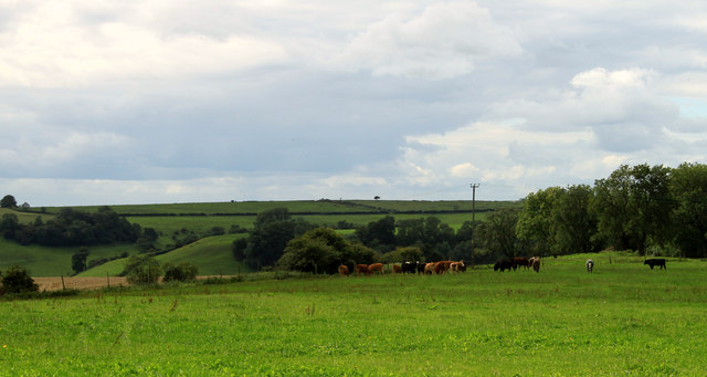 2011 : Pasture with cows from Cockpit Lane