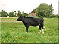 Cattle and cottages, Wingfield Green