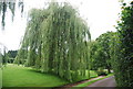 Weeping Willow near Birling Ashes