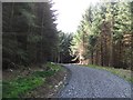 Logging road, Benarty Wood