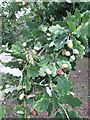 A bumper crop of acorns