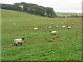NT3156 : Sheep near Yorkston by M J Richardson