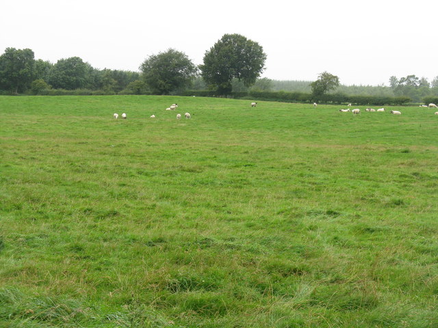 Sheep near Outerston