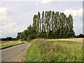 A row of poplars beside Brown