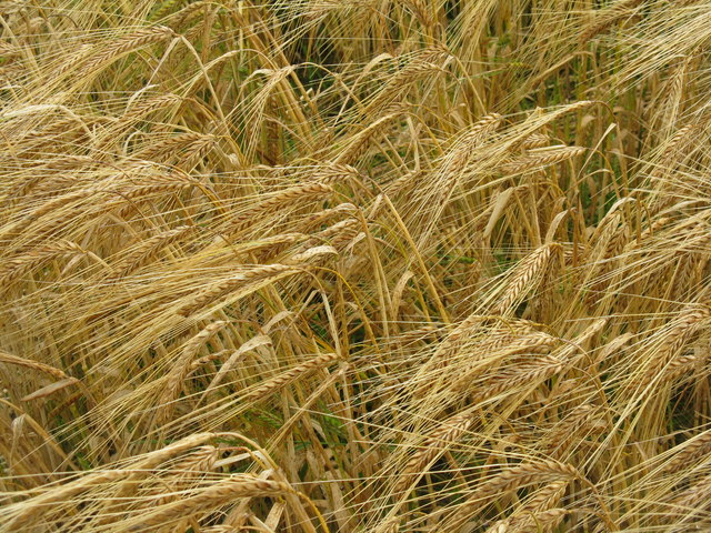 Barley near Outerston