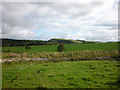 Pasture by Painsdale Burn