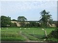 TL4701 : Sheep in a field near Epping by Malc McDonald