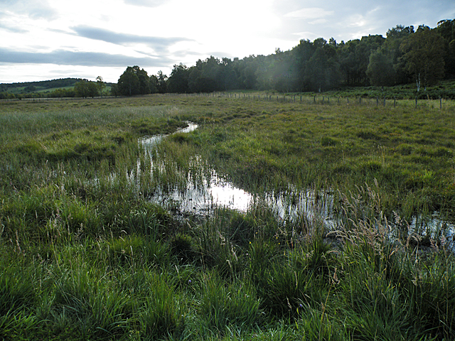 Boggy Ground (east)