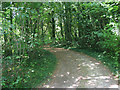 Bridleway through Nightingale Woods