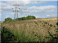 Field of teasels near Thornton Farm