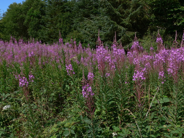 Foxgloves in Newborough Forest © Mat Fascione :: Geograph Britain and ...