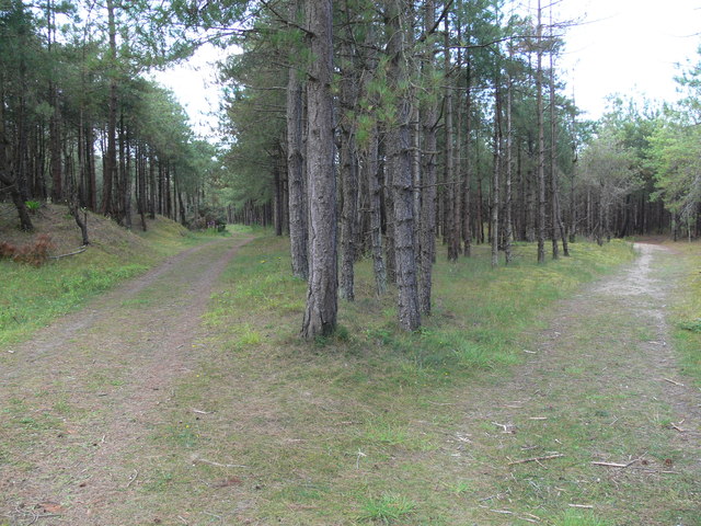 Tracks through Newborough Forest