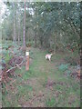 Public footpath into the Woodland trust