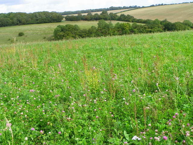 Clover field, Portfield Road © Maigheach-gheal :: Geograph Britain and ...