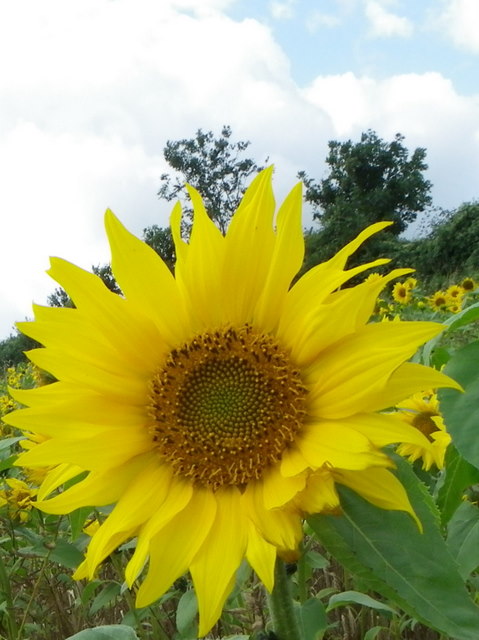 Sunflower (Helianthus annuus), Portfield Road
