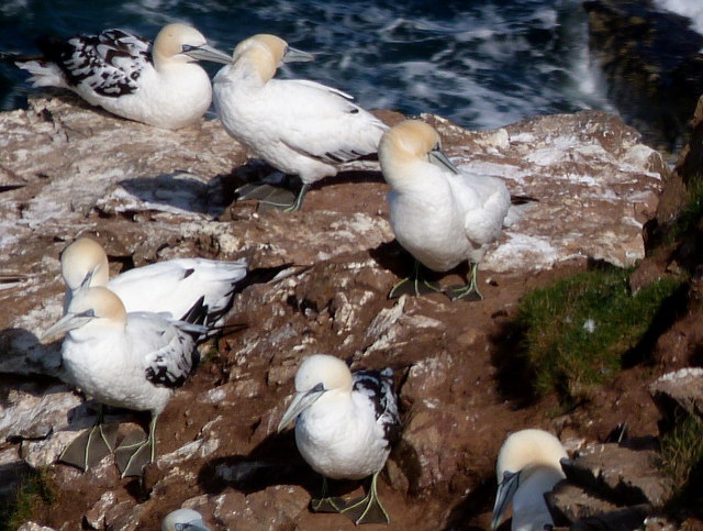 Young Gannets at Troup Head