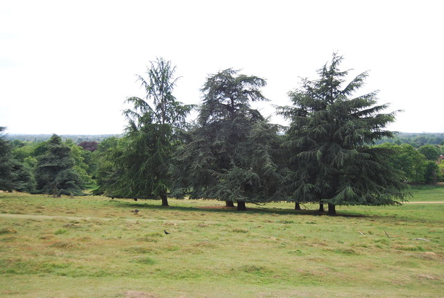 Trees in Petersham Park (Richmond Park)