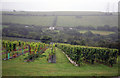 The Camel Valley vineyard on a wet day