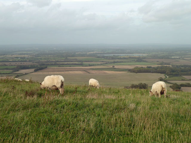 Sheep on the South Downs