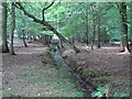 Stream in Wintry Wood