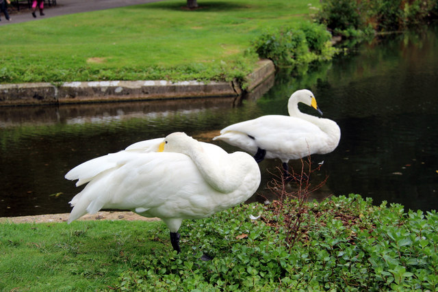 Whooper Swans (Cygnus cygnus)