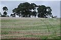 Stubble field near Tyntesfield