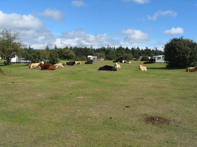 Cattle and caravans