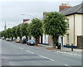 Tree-lined section of Watton, Brecon