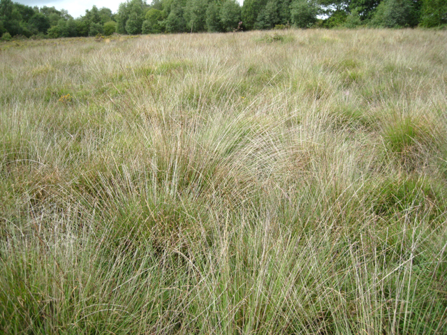 Grasses, Chudleigh Knighton Heath nature reserve 