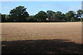 Harvested field