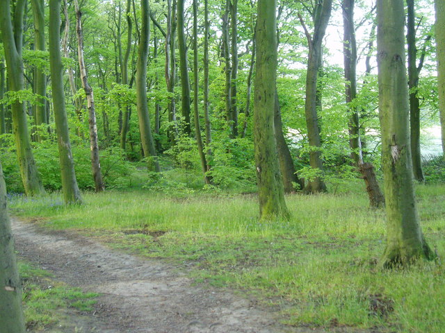 Barnbow Woods