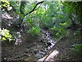 Otter Burn, Eltringham Wood