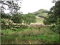 Damp grassland