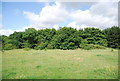 Woodland, Hornchurch Country Park