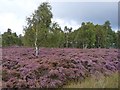SK2580 : Heather and Silver Birch by Robin Drayton