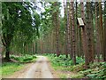 Track with tree house in Winterfold Wood