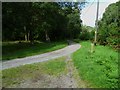 Bridleways merge in Winterfold Wood