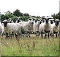 Mixed flock of sheep