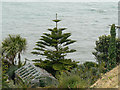 SV9010 : Norfolk Island Pine on the Garrison, St Mary's, Scilly by John Rostron